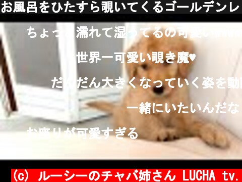 お風呂をひたすら覗いてくるゴールデンレトリバーの子犬が可愛すぎた。  (c) ルーシーのチャバ姉さん LUCHA tv.