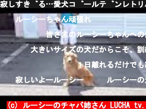寂しすぎる…愛犬ゴールデンレトリバーの出発の日  (c) ルーシーのチャバ姉さん LUCHA tv.