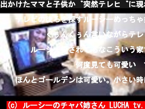 出かけたママと子供が突然テレビに現れるドッキリ【ゴールデンレトリバー】  (c) ルーシーのチャバ姉さん LUCHA tv.