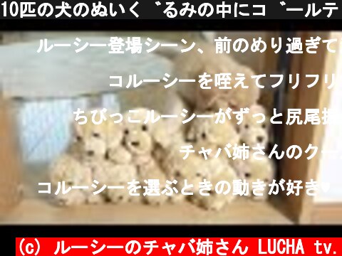 10匹の犬のぬいぐるみの中にゴールデンの子犬が混じると11匹になるww  (c) ルーシーのチャバ姉さん LUCHA tv.
