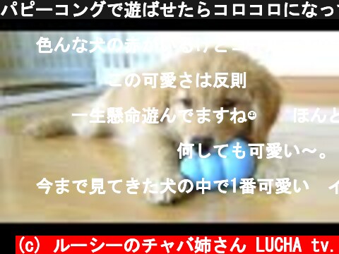 パピーコングで遊ばせたらコロコロになってしまったゴールデンの子犬  (c) ルーシーのチャバ姉さん LUCHA tv.