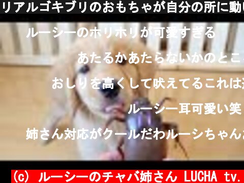 リアルゴキブリのおもちゃが自分の所に動いてきた時のゴールデンの子犬の行動  (c) ルーシーのチャバ姉さん LUCHA tv.