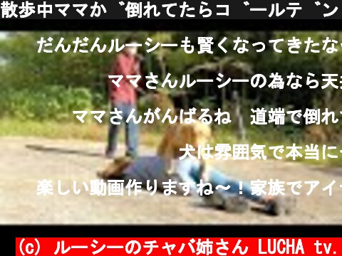 散歩中ママが倒れてたらゴールデンレトリバーはどうする？【ドッキリ】  (c) ルーシーのチャバ姉さん LUCHA tv.