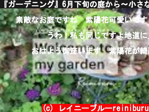 『ガーデニング』6月下旬の庭から〜小さな庭で咲いているオススメの宿根草や花苗の紹介🎶gardening  (c) レイニーブルーreiniburu