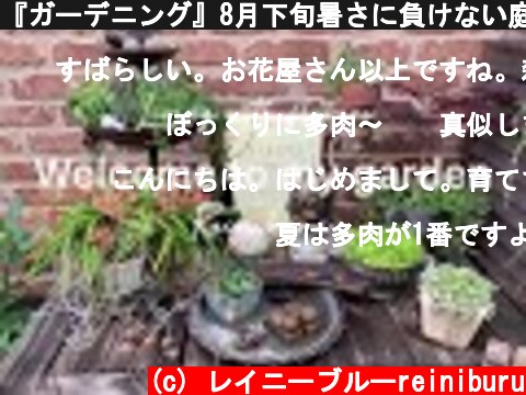 『ガーデニング』8月下旬暑さに負けない庭の楽しみ方♫人気な多肉植物で遊ぶ♫🌱ナチュラルな小さな庭からgardening Life  (c) レイニーブルーreiniburu