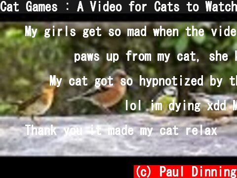 Cat Games : A Video for Cats to Watch Birds  (c) Paul Dinning