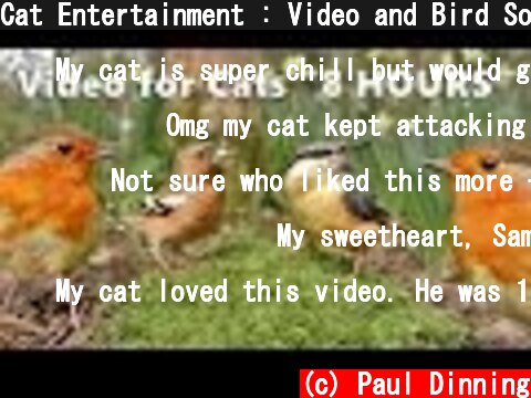 Cat Entertainment : Video and Bird Sounds for Cats * The Ultimate 8 HOURS *  (c) Paul Dinning