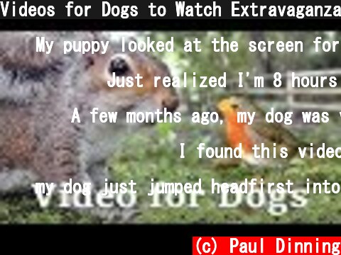 Videos for Dogs to Watch Extravaganza : Dog Watch TV - 8 Hours of Birds and Squirrel Fun for Dogs ✅  (c) Paul Dinning