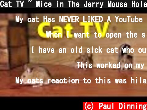 Cat TV ~ Mice in The Jerry Mouse Hole 🐭 8 HOURS 🐭  (c) Paul Dinning
