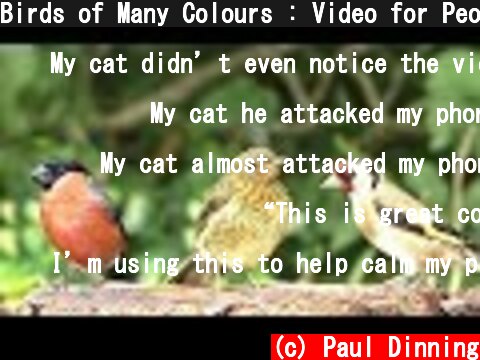 Birds of Many Colours : Video for People and Cats to Watch  (c) Paul Dinning