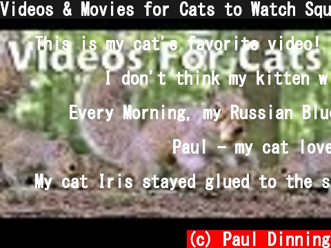 Videos & Movies for Cats to Watch Squirrels - Squirrel World  (c) Paul Dinning