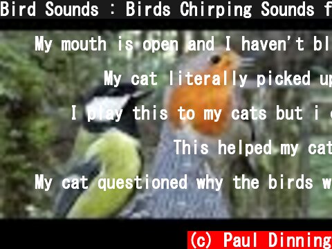 Bird Sounds : Birds Chirping Sounds for Cats to Watch and Listen To  (c) Paul Dinning