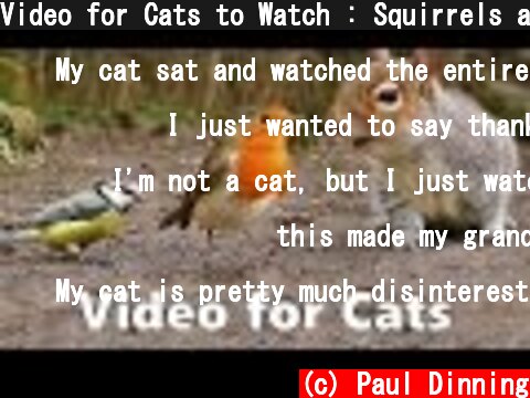 Video for Cats to Watch : Squirrels and Birds Extravaganza  (c) Paul Dinning