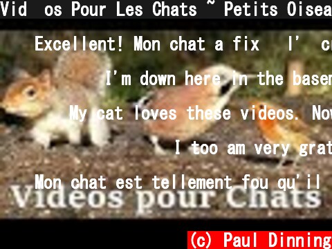 Vid�os Pour Les Chats ~ Petits Oiseaux Partout  (c) Paul Dinning