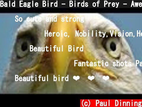 Bald Eagle Bird - Birds of Prey - Awesome Close Up  (c) Paul Dinning