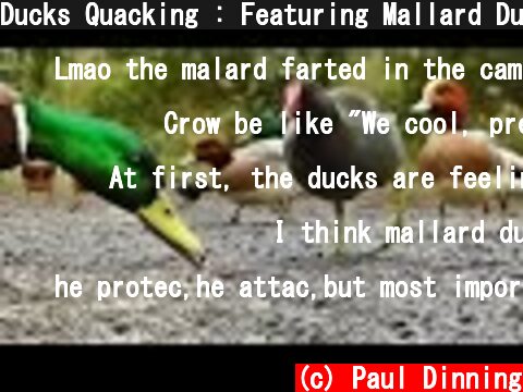 Ducks Quacking : Featuring Mallard Duck, Wigeon, Moorhen, Rook and Mute Swan  (c) Paul Dinning