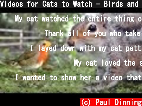 Videos for Cats to Watch - Birds and Squirrels Being Awesome  (c) Paul Dinning