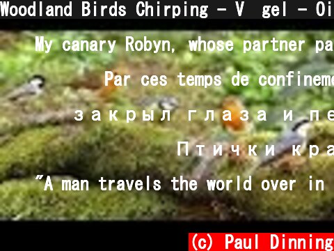 Woodland Birds Chirping - V�gel - Oiseaux - Vogels - F�glar - Aves  (c) Paul Dinning