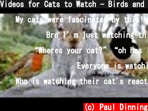 Videos for Cats to Watch - Birds and Squirrel Fun in December  (c) Paul Dinning