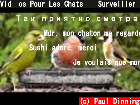 Vid�os Pour Les Chats � Surveiller - Les Oiseaux du Jardin  (c) Paul Dinning