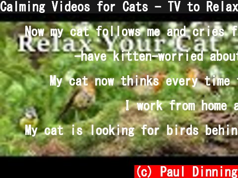 Calming Videos for Cats - TV to Relax Your Cat and My Cat at Home : The Bird Garden  (c) Paul Dinning