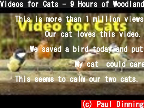 Videos for Cats - 9 Hours of Woodland Birds  (c) Paul Dinning