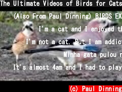 The Ultimate Videos of Birds for Cats To Watch  (c) Paul Dinning
