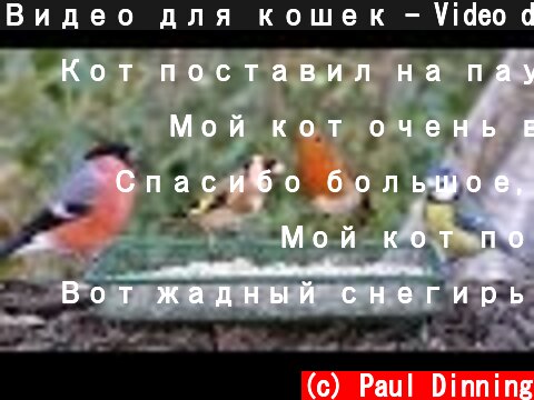 Видео для кошек - Video dlya koshek  (c) Paul Dinning