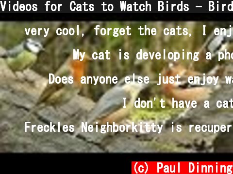 Videos for Cats to Watch Birds - Bird Extravaganza  (c) Paul Dinning