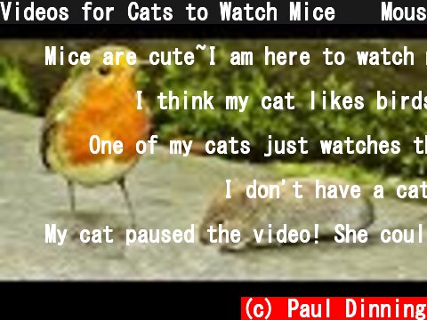Videos for Cats to Watch Mice 🐭 Mouse Extravaganza - TV for Cats  (c) Paul Dinning