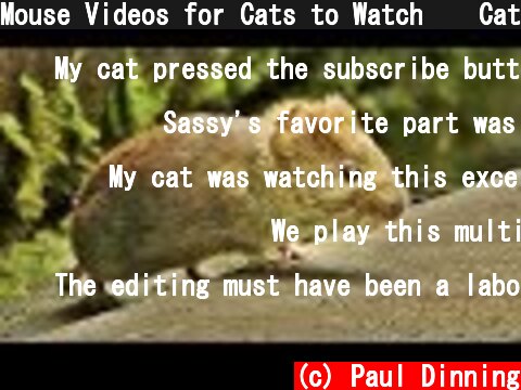 Mouse Videos for Cats to Watch 🐭 Cat TV  (c) Paul Dinning