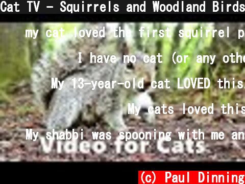 Cat TV - Squirrels and Woodland Birds Spectacular  (c) Paul Dinning