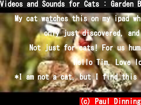 Videos and Sounds for Cats : Garden Birds Extravaganza  (c) Paul Dinning