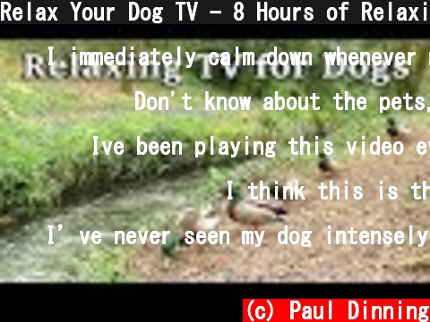 Relax Your Dog TV - 8 Hours of Relaxing TV for Dogs at The Babbling Brook ✅  (c) Paul Dinning