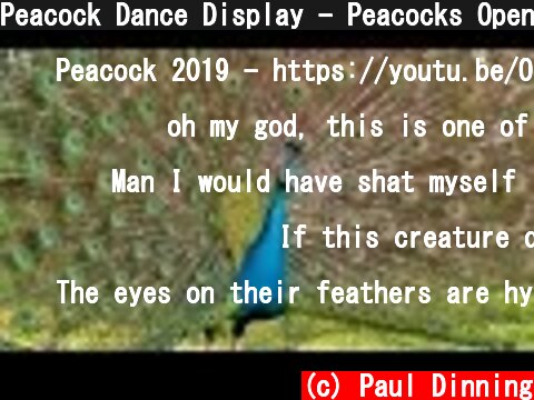 Peacock Dance Display - Peacocks Opening Feathers HD & Bird Sound  (c) Paul Dinning