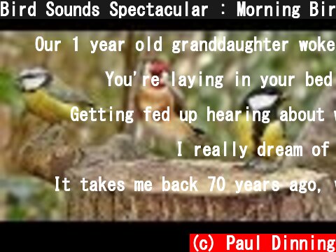 Bird Sounds Spectacular : Morning Bird Song  (c) Paul Dinning