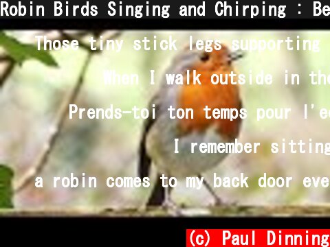 Robin Birds Singing and Chirping : Beautiful Bird Sounds and Bird Song  (c) Paul Dinning