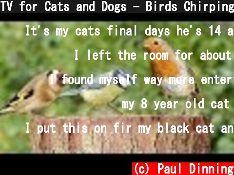 TV for Cats and Dogs - Birds Chirping on The Garden Log : 8 HOURS  (c) Paul Dinning