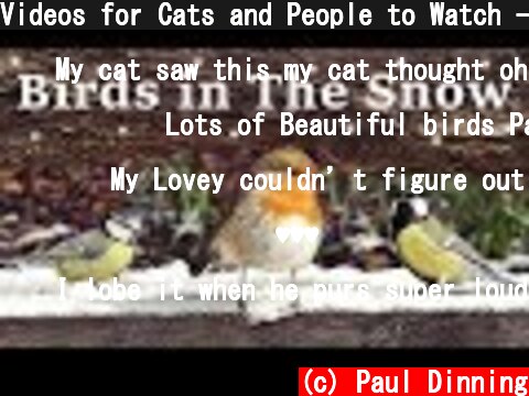 Videos for Cats and People to Watch - Birds in The Snow SPECTACULAR  (c) Paul Dinning