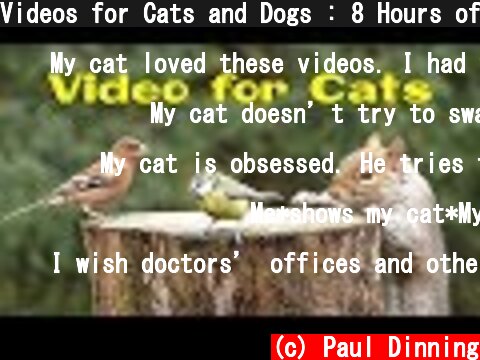 Videos for Cats and Dogs : 8 Hours of Birds and Squirrel Fun ✅  (c) Paul Dinning
