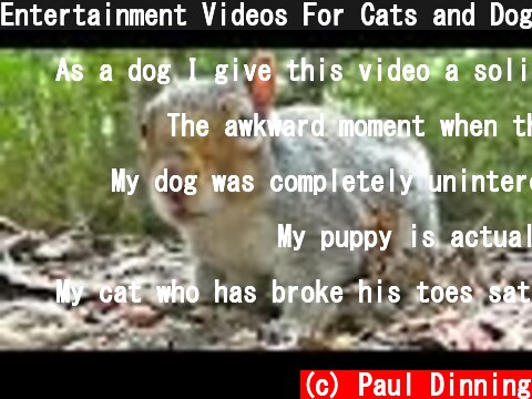 Entertainment Videos For Cats and Dogs To Watch - Squirrel and Bird Fun  (c) Paul Dinning