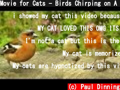 Movie for Cats - Birds Chirping on A Beautiful Day  (c) Paul Dinning