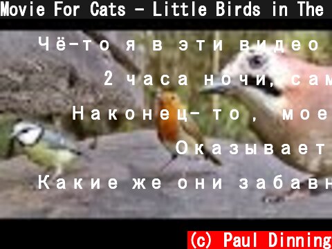 Movie For Cats - Little Birds in The Forest Garden  (c) Paul Dinning