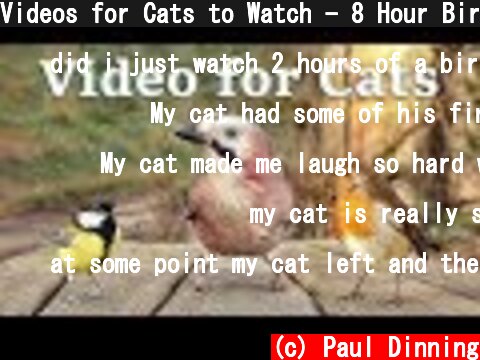 Videos for Cats to Watch - 8 Hour Bird Bonanza  (c) Paul Dinning
