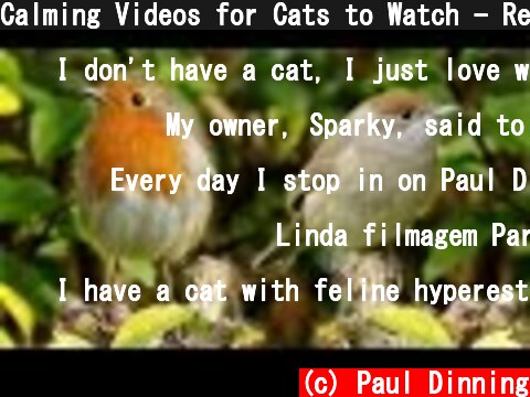 Calming Videos for Cats to Watch - Relaxing TV for Cats : Relaxing Sounds  (c) Paul Dinning