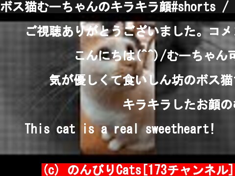 ボス猫むーちゃんのキラキラ顔#shorts / Glittering face of boss cat Mu-chan  (c) のんびりCats[173チャンネル]