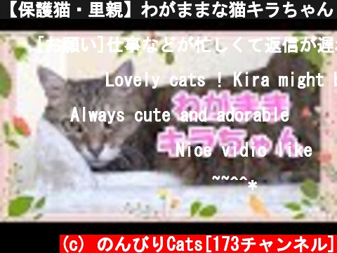 【保護猫・里親】わがままな猫キラちゃん / Selfish cat Kira  (c) のんびりCats[173チャンネル]