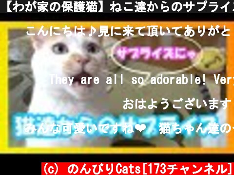 【わが家の保護猫】ねこ達からのサプライズ!!  (c) のんびりCats[173チャンネル]