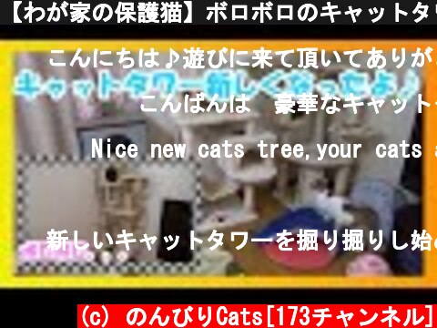 【わが家の保護猫】ボロボロのキャットタワーを新しくしたよ😸💕  (c) のんびりCats[173チャンネル]