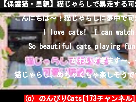 【保護猫・里親】猫じゃらしで暴走する可愛い猫達 / Cute cats runaway with toys  (c) のんびりCats[173チャンネル]